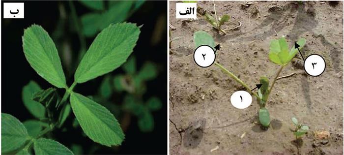 گیاهچه یونجه